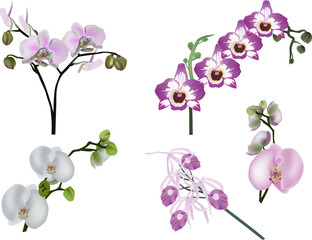 Fototapeta na wymiar five white and pink orchid inflorescences