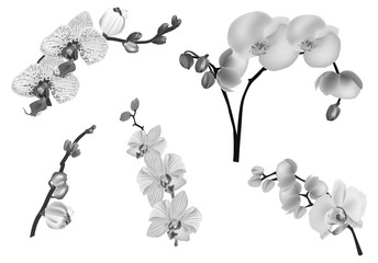 five grey orchid branches