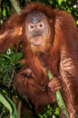 Orangutan