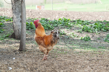 Beautiful Rooster on nature background
