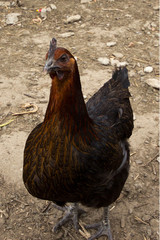 Organic chicken checking out the viewer