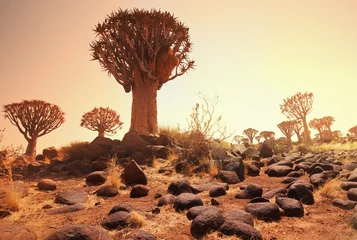 Fotobehang African landscapes © Galyna Andrushko