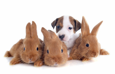 jack russel terrier and bunnies