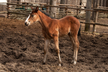 foal