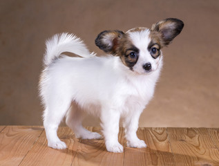 Papillon puppy
