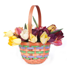 Fototapeta na wymiar Colorful tulips in a wicker basket isolated on white background