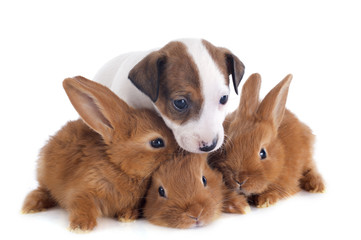 jack russel terrier and bunnies © cynoclub