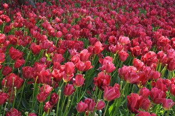 Fototapeta premium tulipani