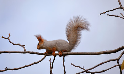 Белка сидит на ветке дерева © vsegda22