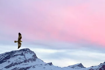 Abwaschbare Fototapete Adler Ein Drachenadler-Osprey auf dem rosa Himmelshintergrund des Sonnenuntergangbergs