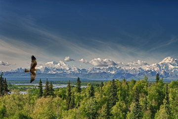 Ein Drachenadler Fischadler auf dem tiefblauen Himmelshintergrund von Alaska