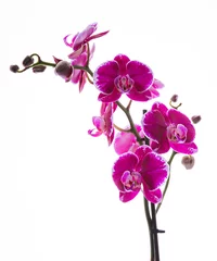Deurstickers Kleurrijke roze orchidee © vbaleha