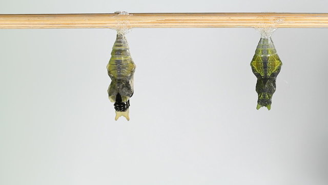 Mormon Butterfly emerging from pupa