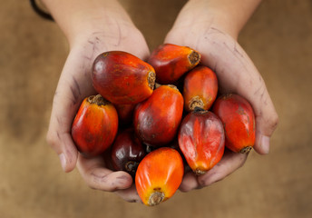 hand hold oil palm seed