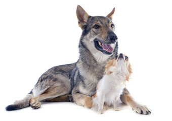Czechoslovakian Wolfdog and chihuahua