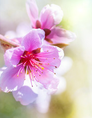 Fototapeta na wymiar Peach blossom in spring.