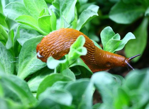 limace orange sur feuillage