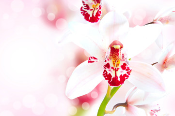 Beautiful Orchid border