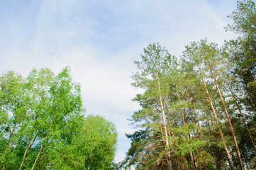 Fototapeta premium crown of pine