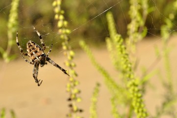 Detail view of Cross spider (Araneus diadematus)  in its web