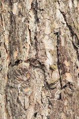 tree bark texture