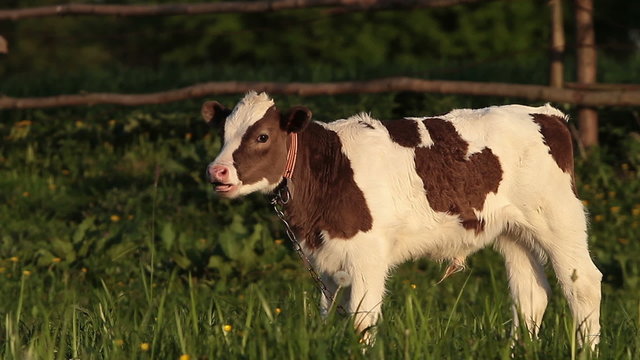 Calf on grazing