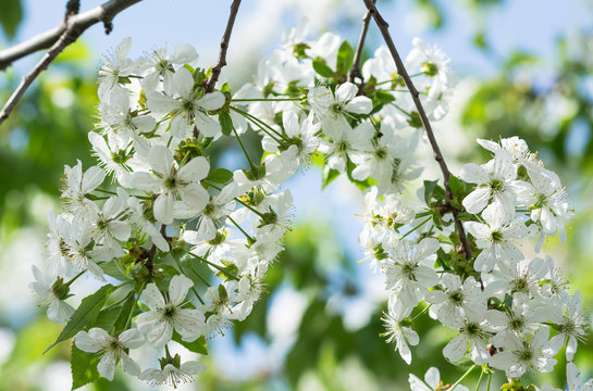 cherry flower