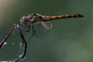 side of wild  yellow black dragonfly