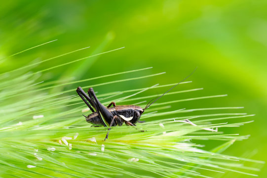 Grillo nero e marrone