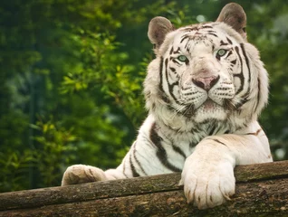 Crédence de cuisine en verre imprimé Tigre tigre blanc