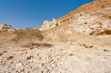 Tree in the Desert