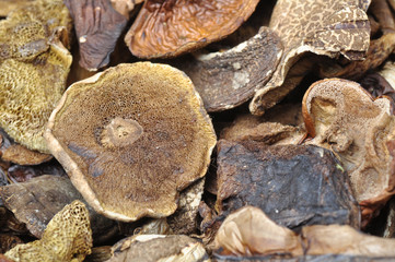 Dried mushrooms background
