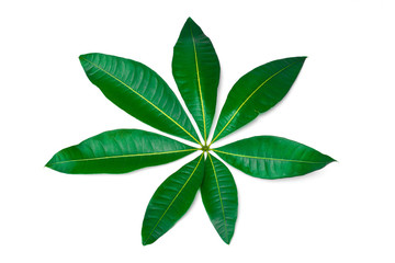 A beautiful lush green leaf  isolated