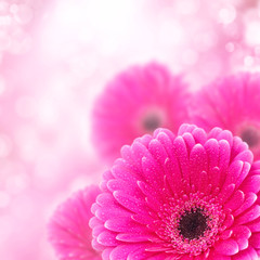 Pink gerbera close up with bokeh effect