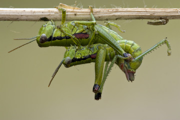 close up of two grasshopper Orthopterous