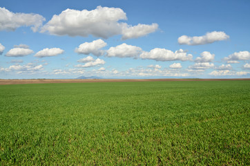 Wheatgrass Field in Europe