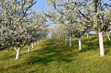 Fruit Orchard in Spring