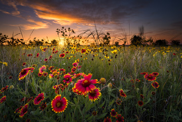 Texas Wildflowers at Sunrise - 52329359