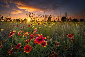 Fotobehang Texas Wildflowers at Sunrise © dfikar
