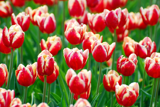 beautiful red-white tulips variety Armani