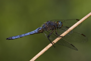 side of wild  blue  black dragonfly