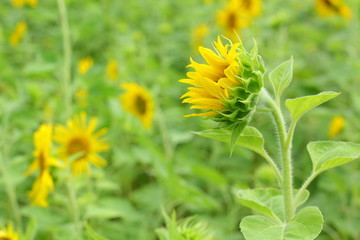 Sunflower in nature