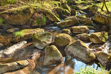 The river in the forest - HDR