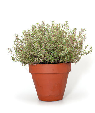 thyme in clay pot