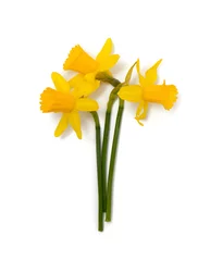 No drill light filtering roller blinds Narcissus daffodil flowers