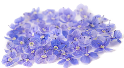 beautiful blue flowers