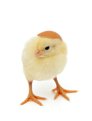 Fototapeta premium mały kurczak i skorupka jajka jako kapelusz