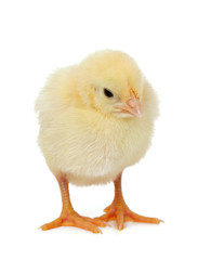chick on white background