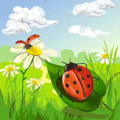Poster zomerlandschap met lieveheersbeestje © moremari