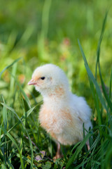 chicks on green grass